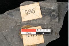 Foto (Detailansicht) von Equisetum arenaceum Jaeg. (NHMW-GEO-2024-0188-10545)